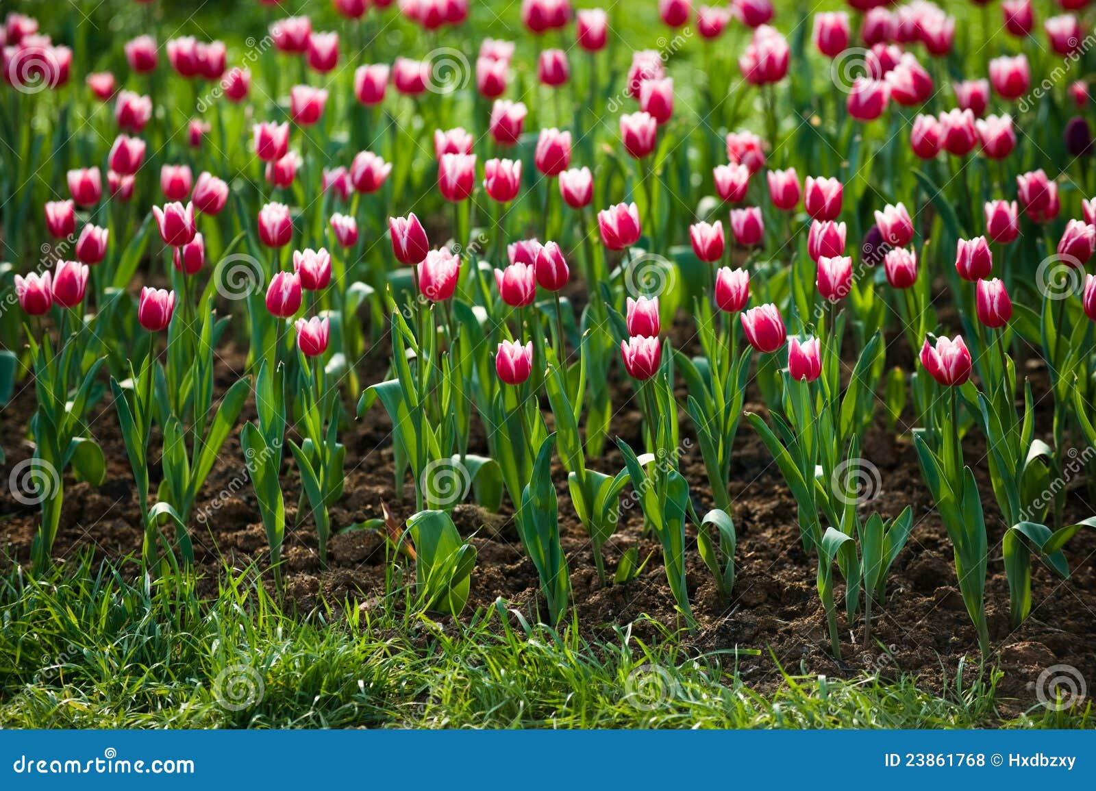 Opinião os tulips no jardim.