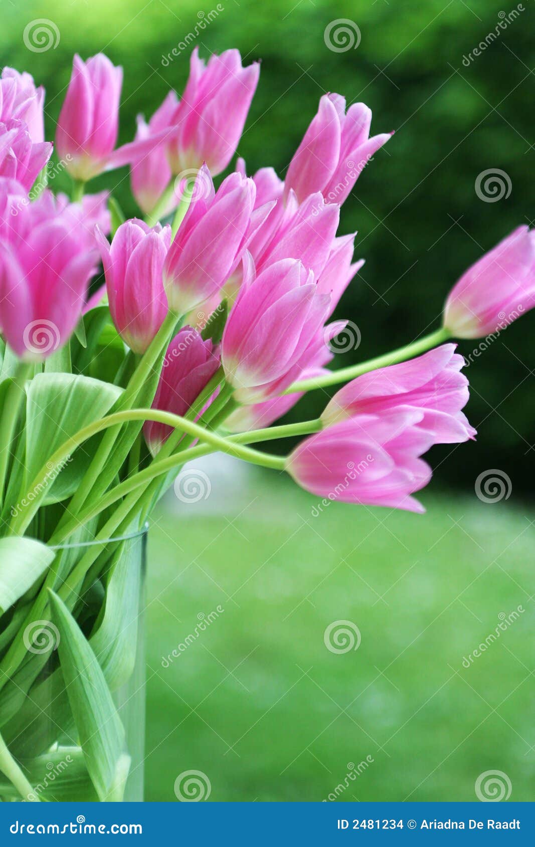Tulips outside stock photo. Image of stem, sunlight, grass 2481234