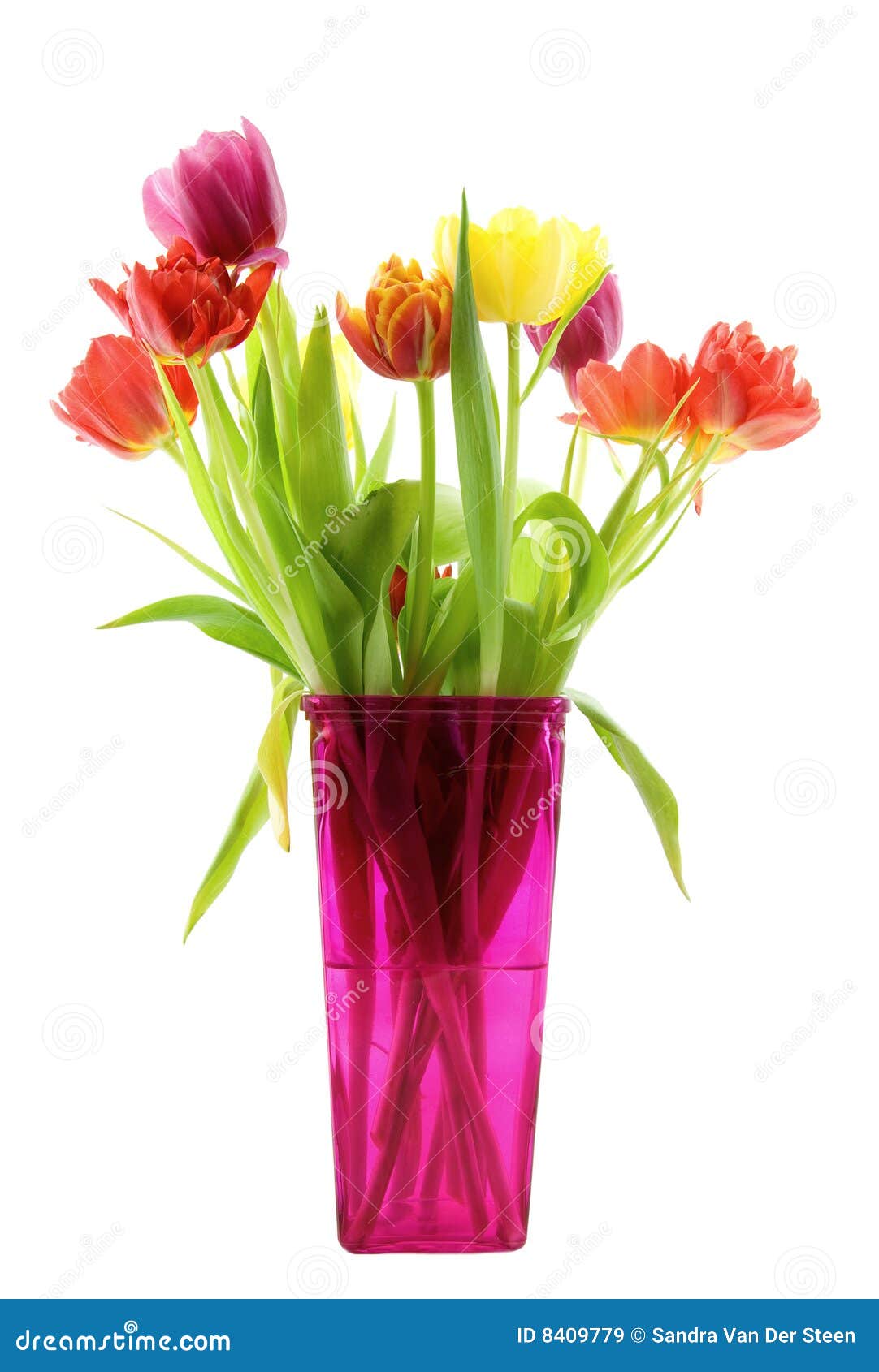 Tulips in a pink vase stock image. Image of tulip, vase 8409779