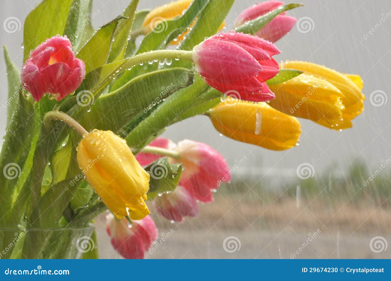 Tulips in the Rain stock photo. Image of floral, garden 29674230