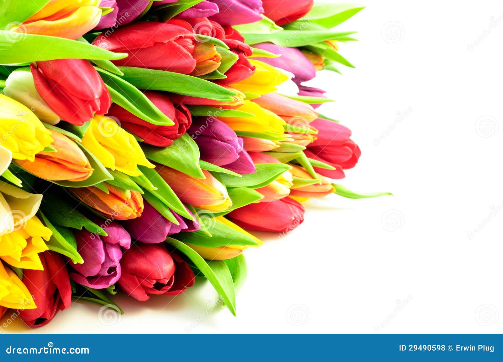 Tulips Rainbow Mixed Bunch stock photo. Image of shopping - 29490598