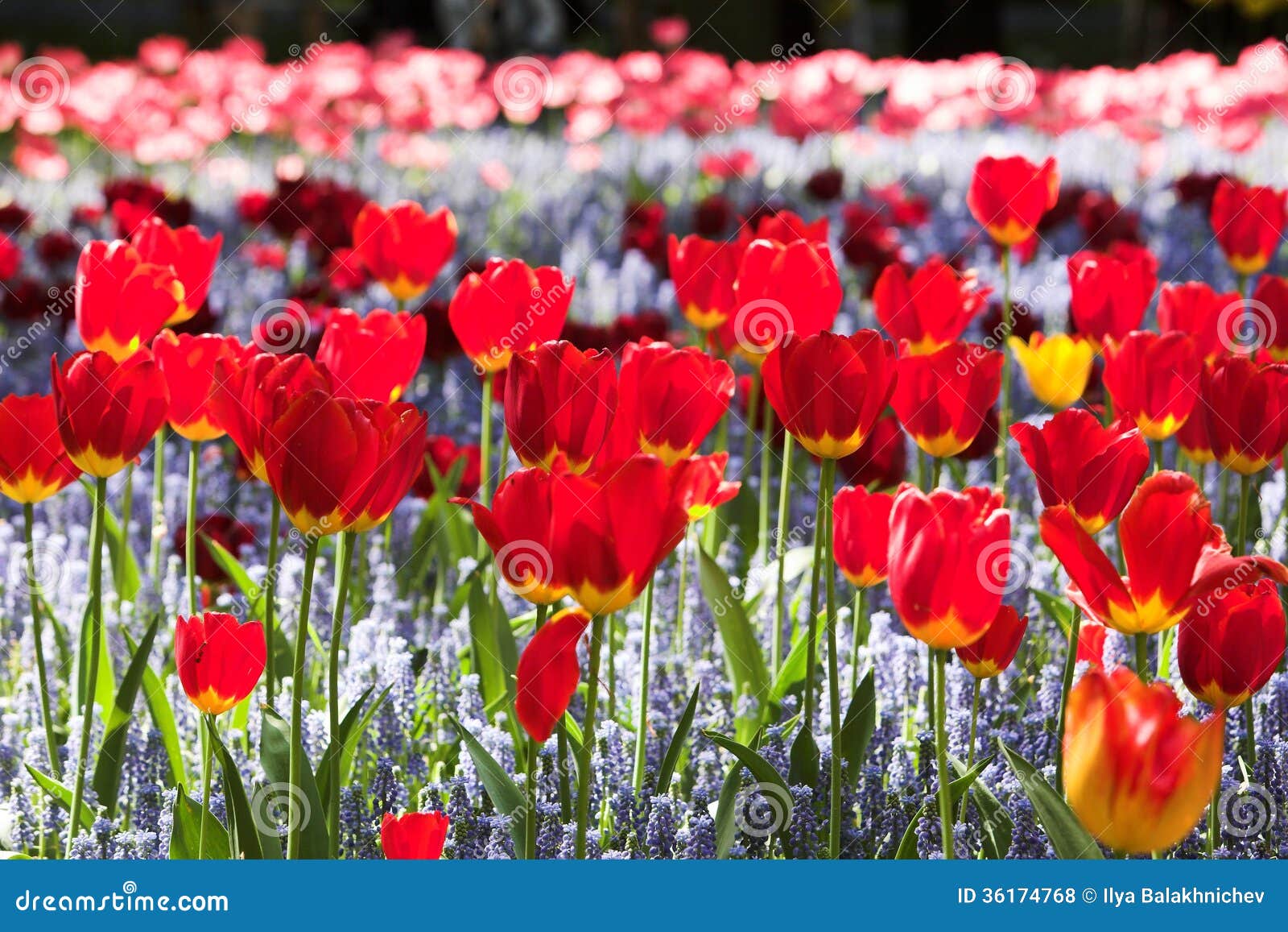 tulips red flowerbed ray of the sun