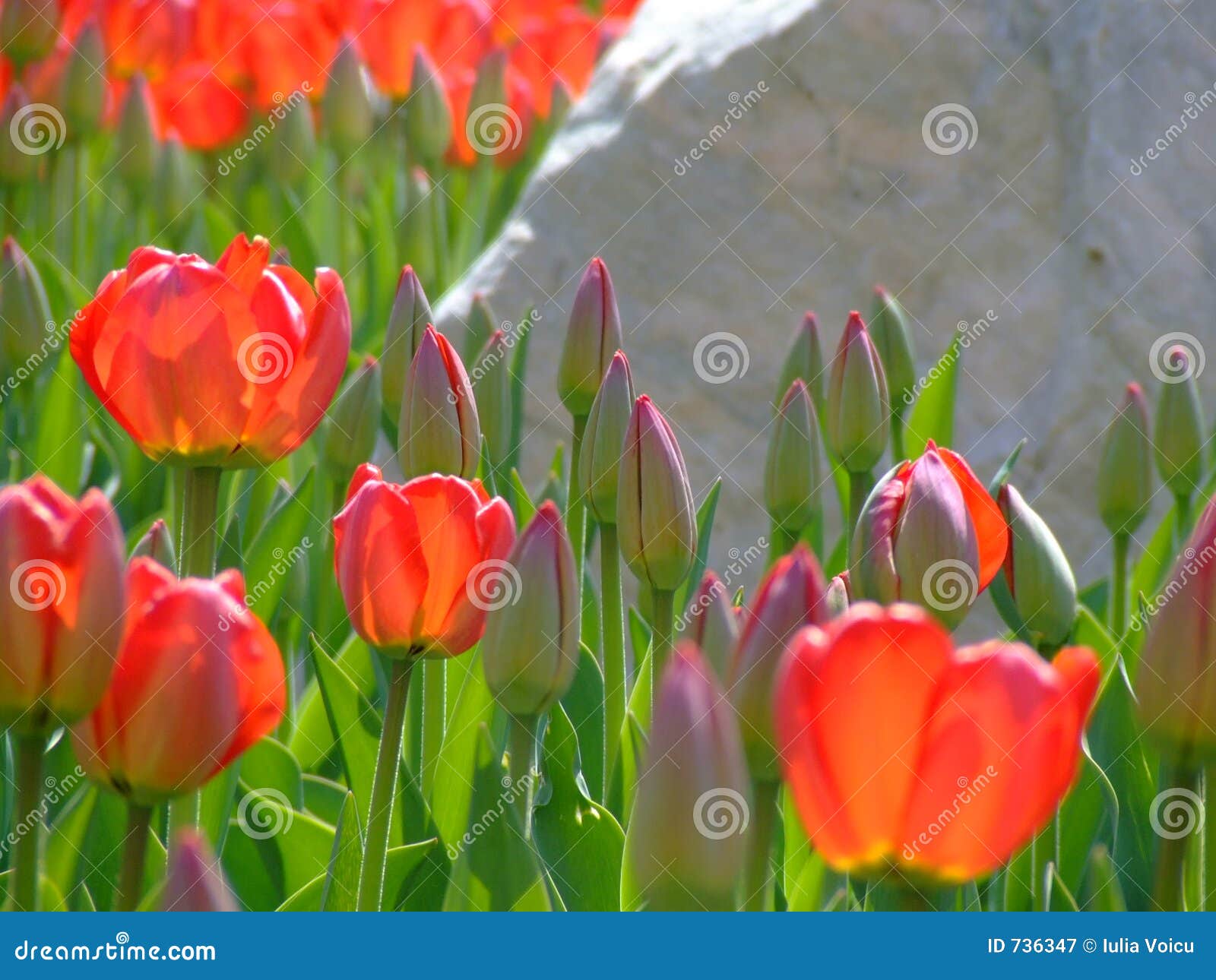 Tulips and rock stock image. Image of rock, tulip, tulips 736347
