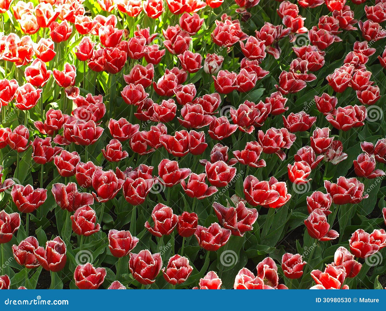 Tulips in the shade stock photo. Image of fresh, sunny 30980530