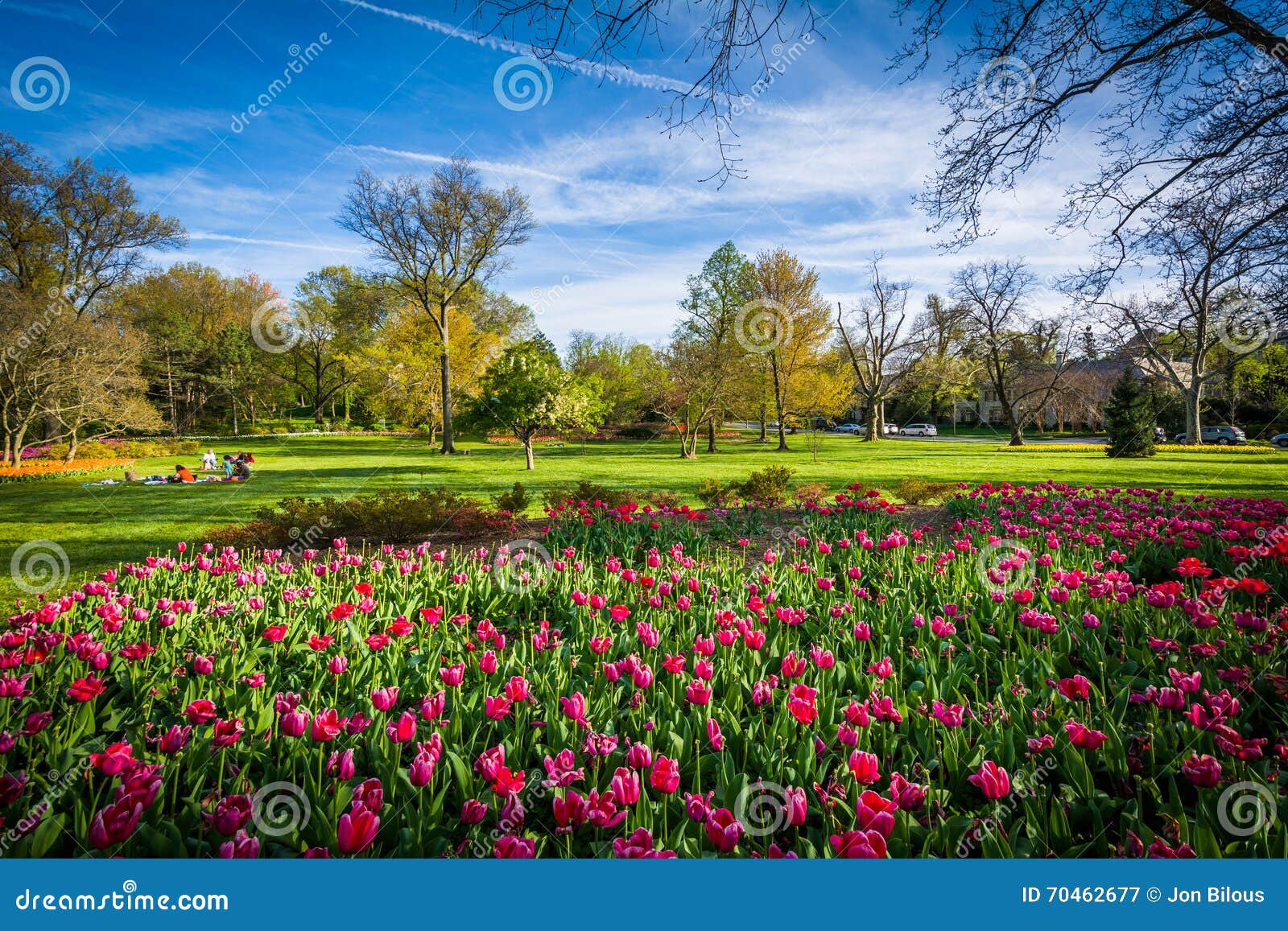Tulips At Sherwood Gardens Park In Baltimore Maryland Stock