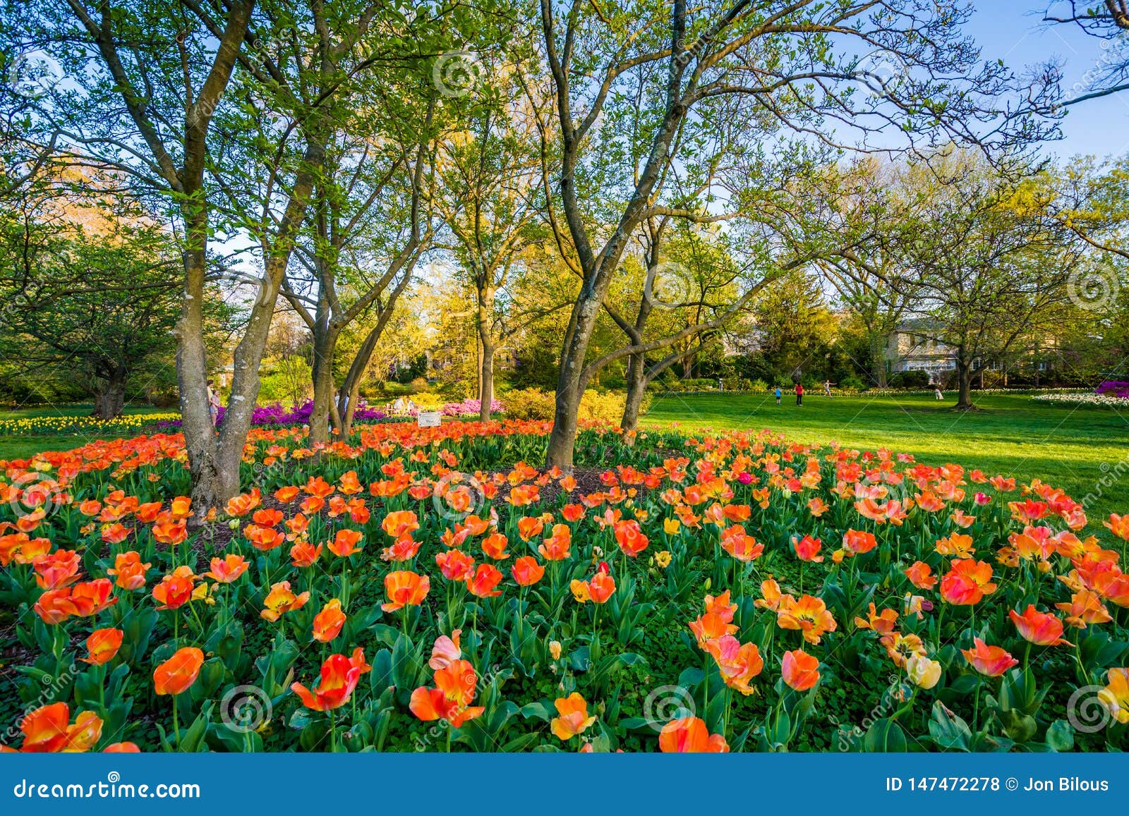 Tulips At Sherwood Gardens Park In Guilford Baltimore Maryland