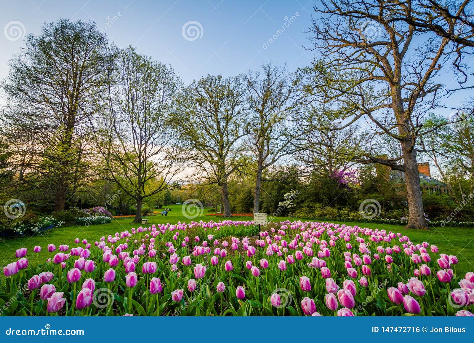 Tulips At Sherwood Gardens Park In Guilford Baltimore Maryland