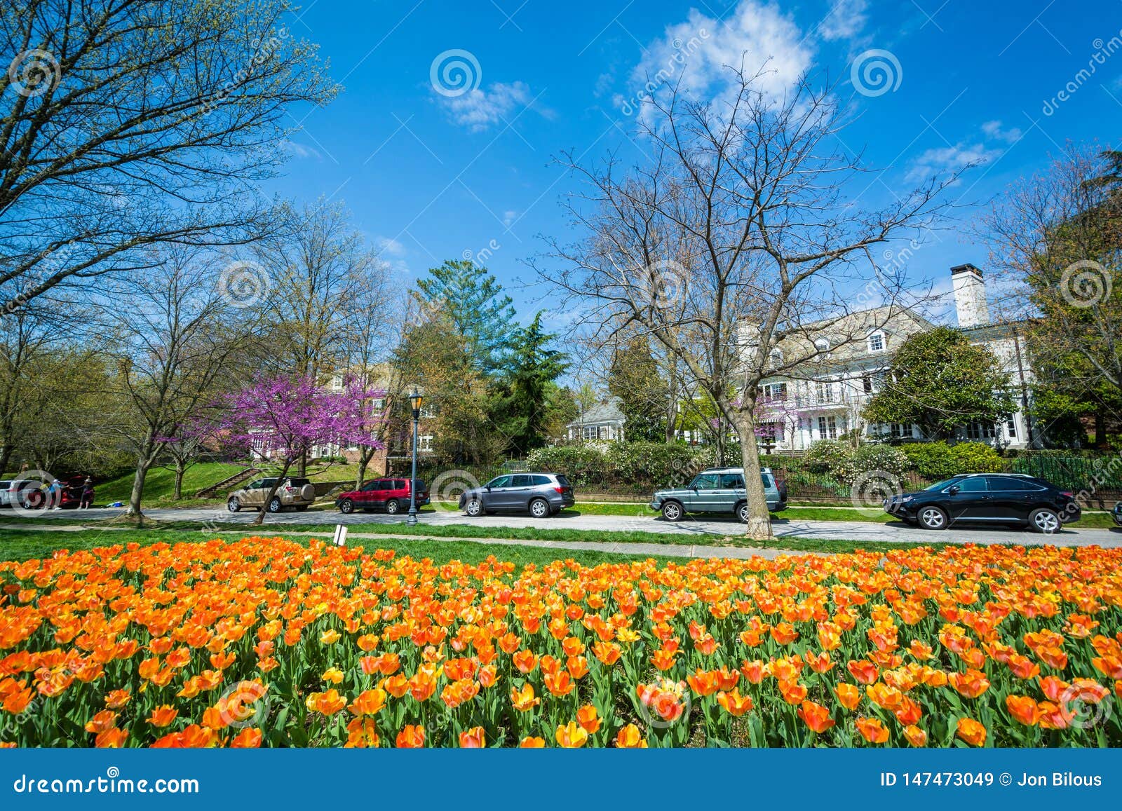 Tulips At Sherwood Gardens Park In Guilford Baltimore Maryland