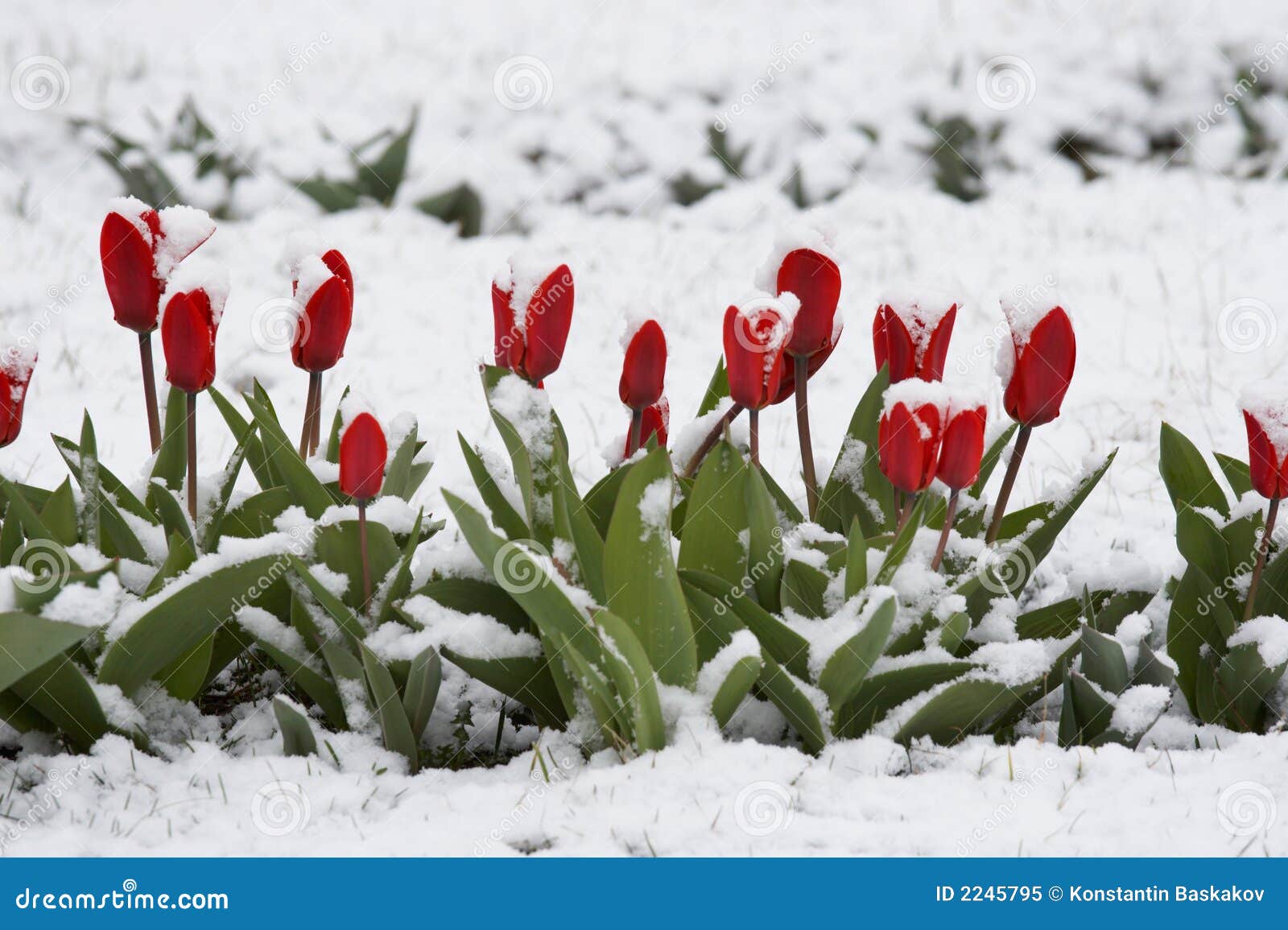 Tulips In A Snow Royalty Free Stock Photo Image 2245795