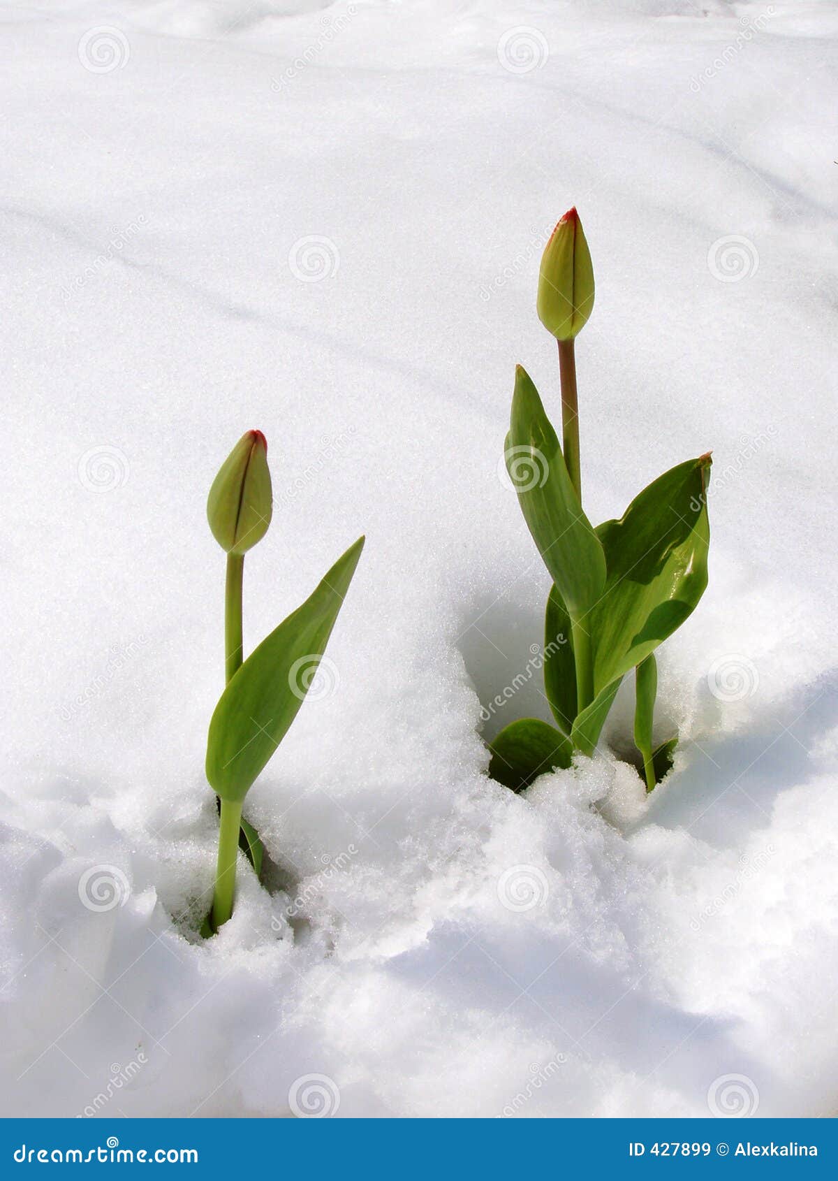 Tulips in snow stock image. Image of stem, cataclysm, unripe 427899