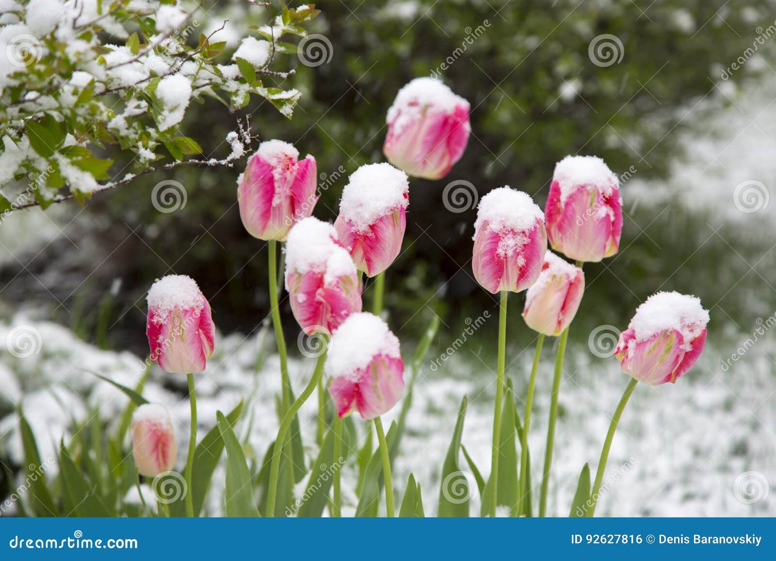 Tulips in the snow stock photo. Image of flower, tulips 92627816