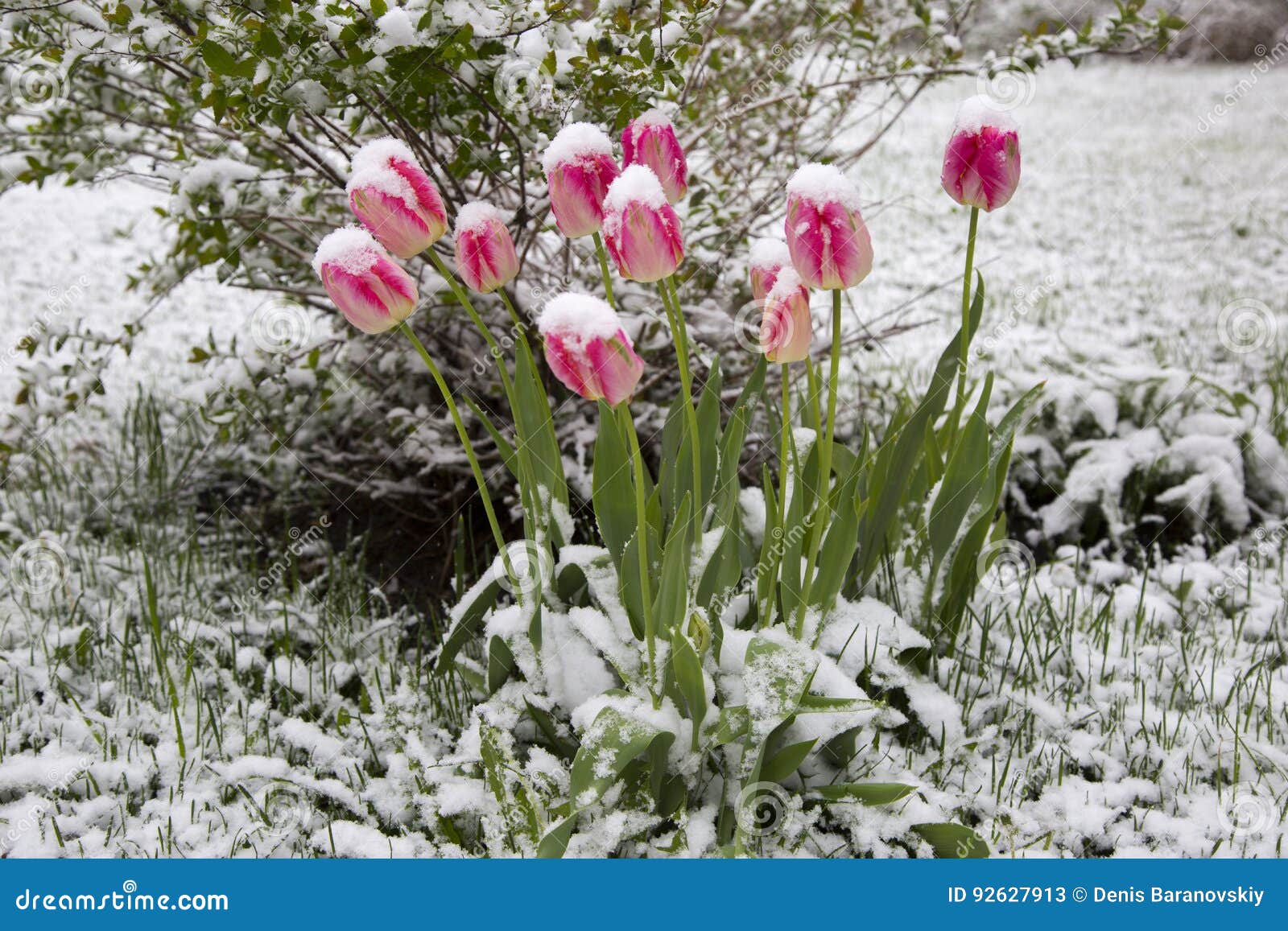 Tulips in the snow stock image. Image of color, outdoor 92627913