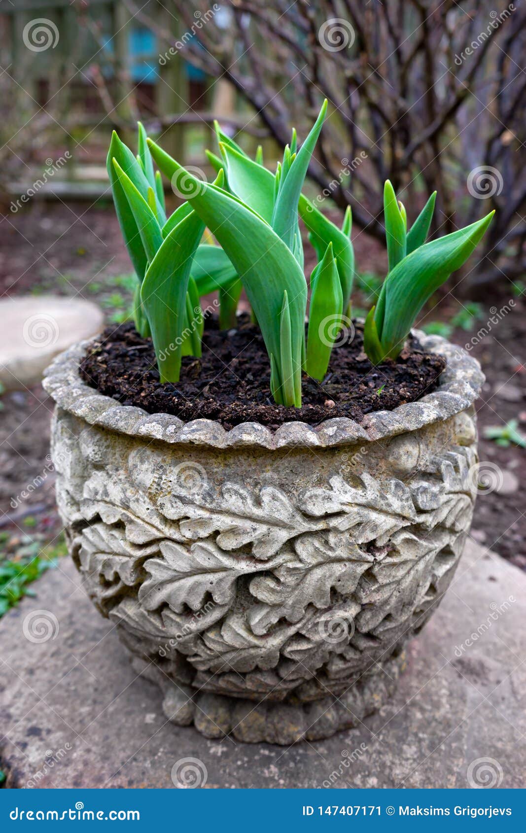 Tulips Sprouting Forth from the Ground in Old Garden Pot in Early