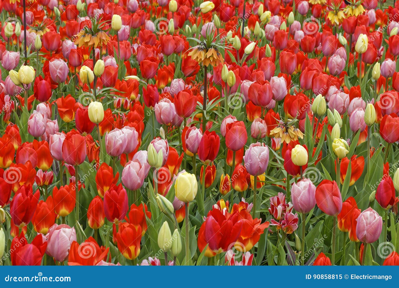 Tulips stock image. Image of eastergreetings, colorful - 90858815