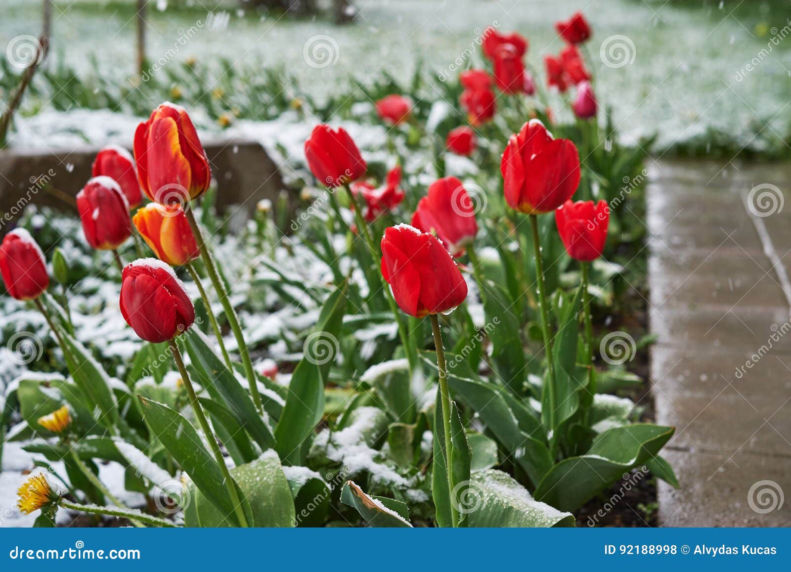Tulips under the snow stock photo. Image of crazy, 9may 92188998