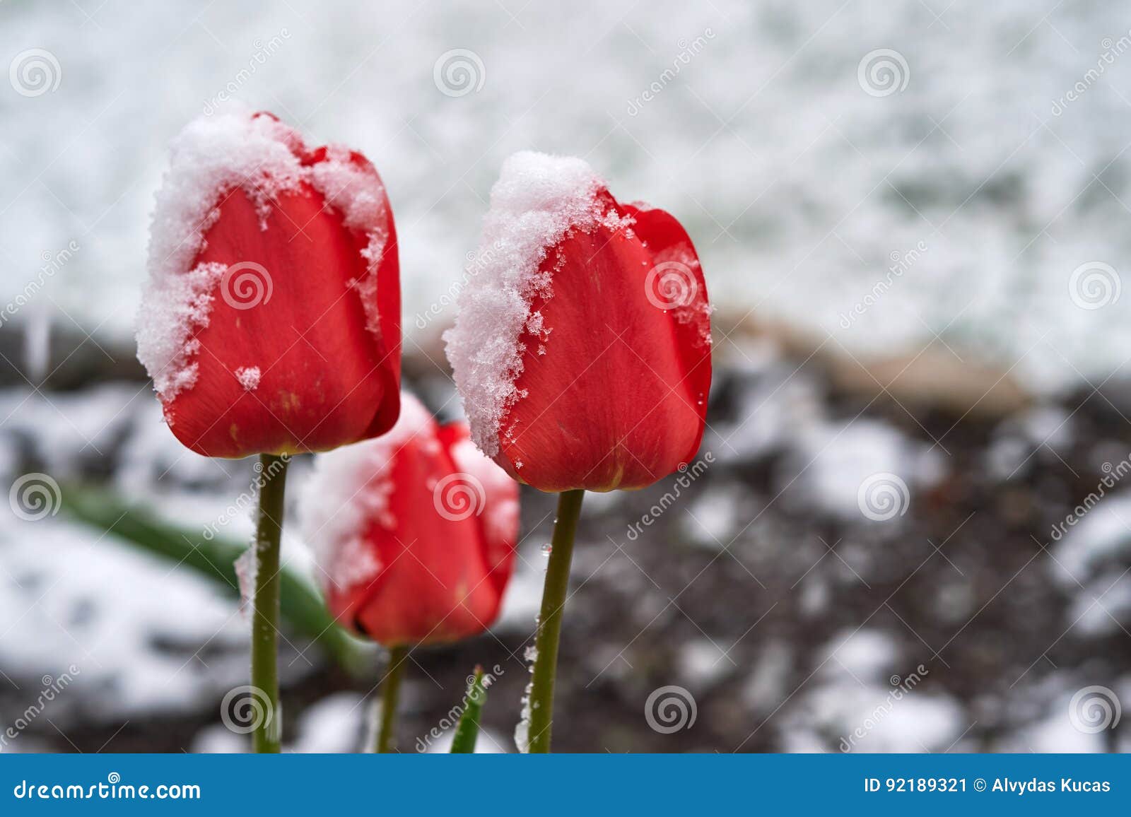 Tulips under the snow stock image. Image of frost, freeze 92189321