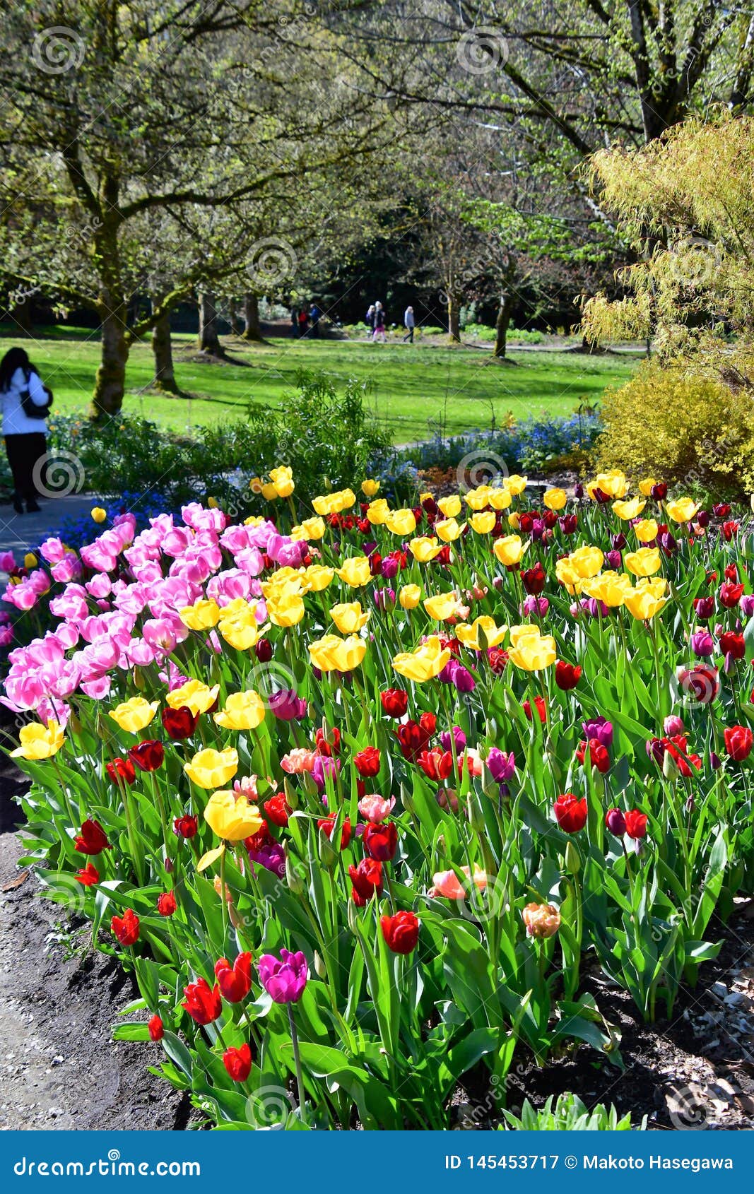 Tulips In The Van Dusen Gardens Vancouver Bc Editorial