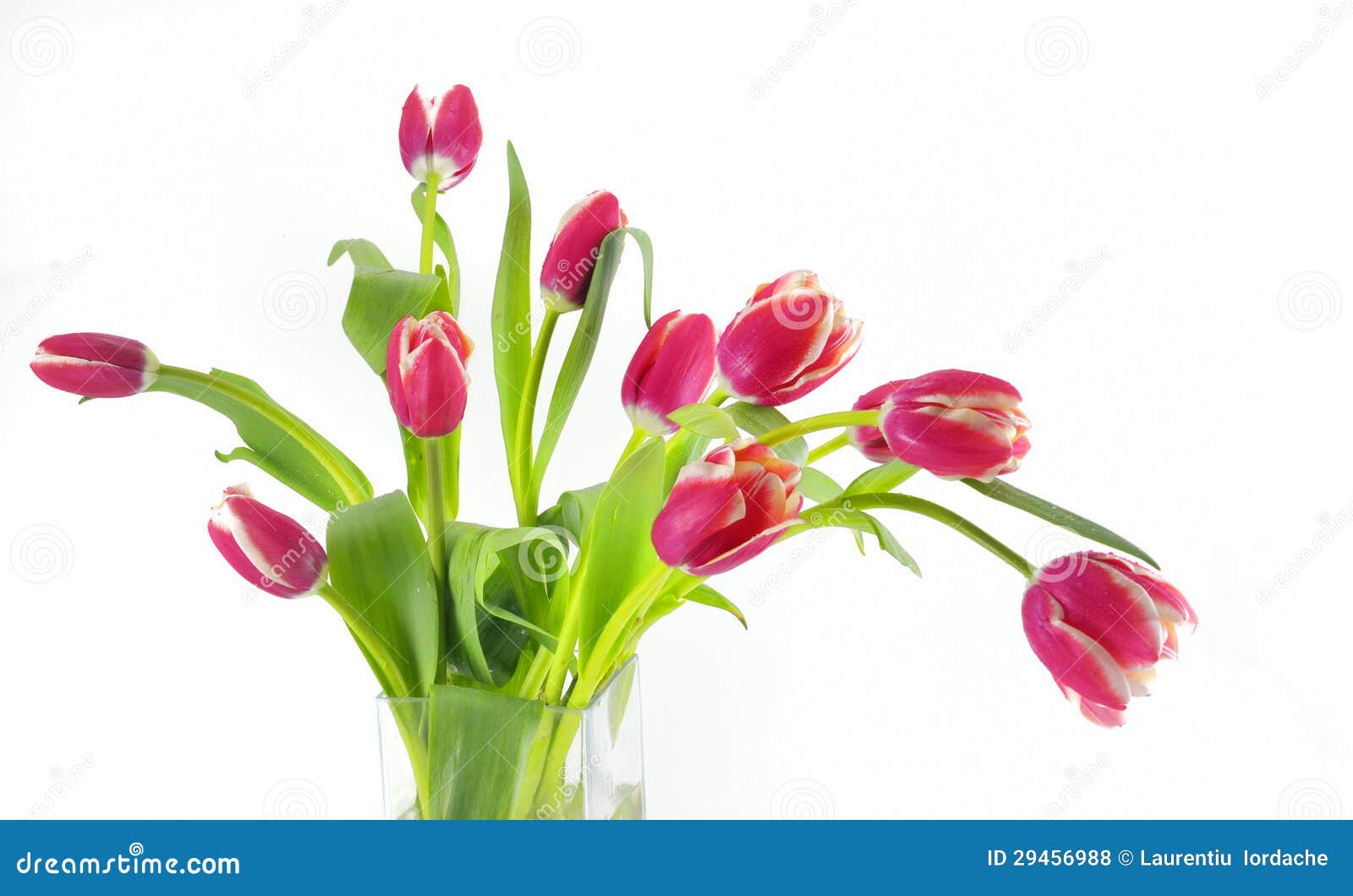 Tulips in vase stock photo. Image of flora, garden, bulb 29456988