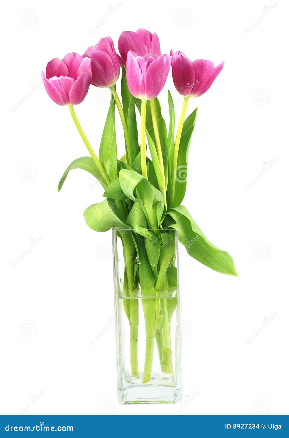 Tulips in a vase stock photo. Image of green, bouquet 8927234
