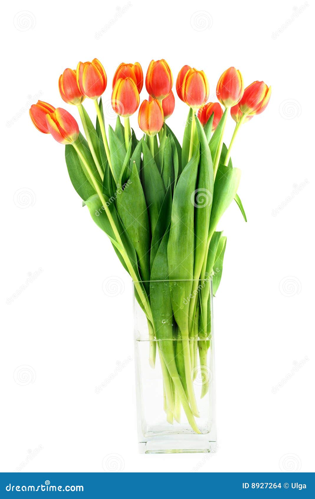 Tulips in a vase stock photo. Image of bunch, flora, blossom 8927264