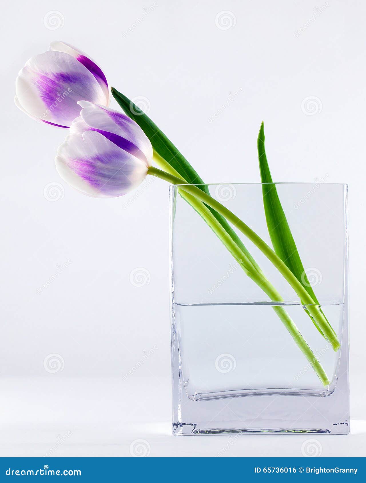 Tulips in a vase stock photo. Image of leaf, love, beauty - 65736016