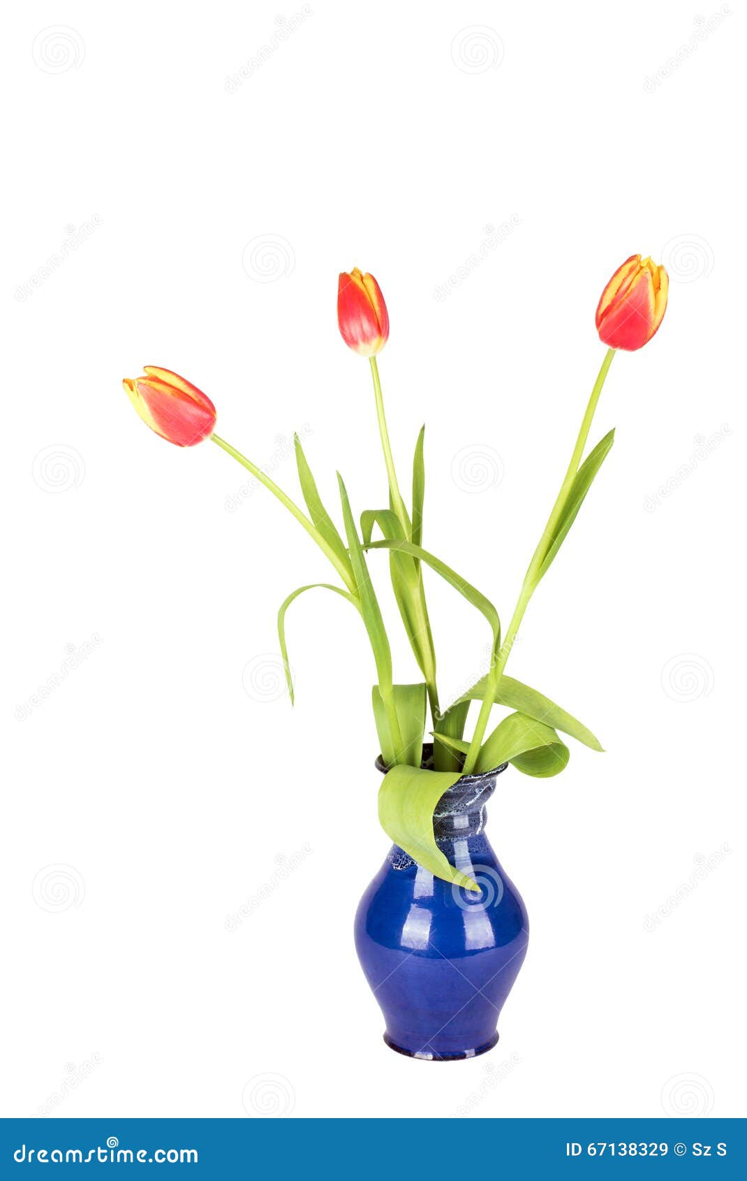 Tulips in a vase on white stock image. Image of springtime - 67138329