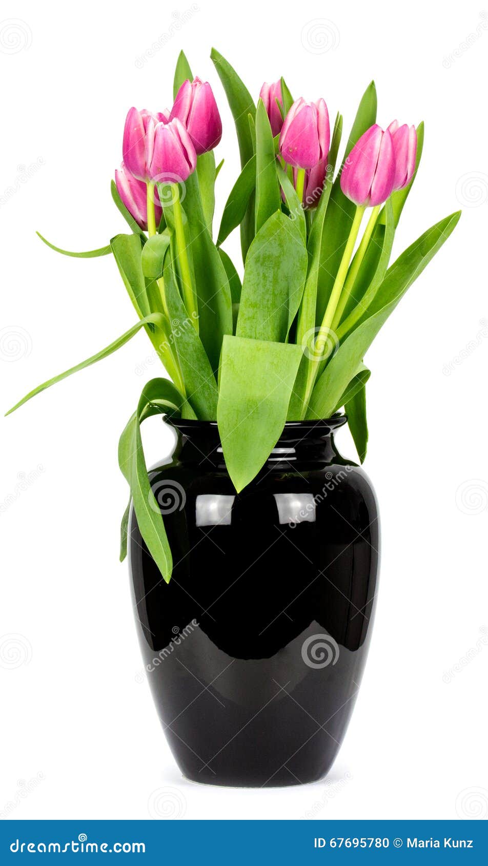 Tulips in a Vase on a White Background Stock Photo - Image of bouquet ...