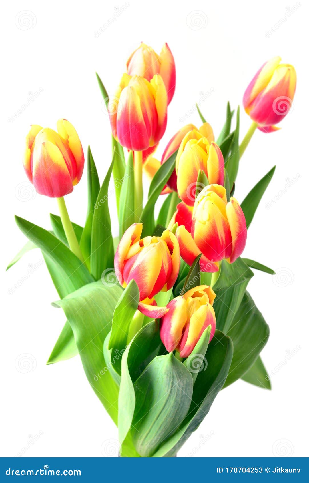 Tulips in Vase. Yellow and Red Spring Flowers. Stock Image - Image of ...