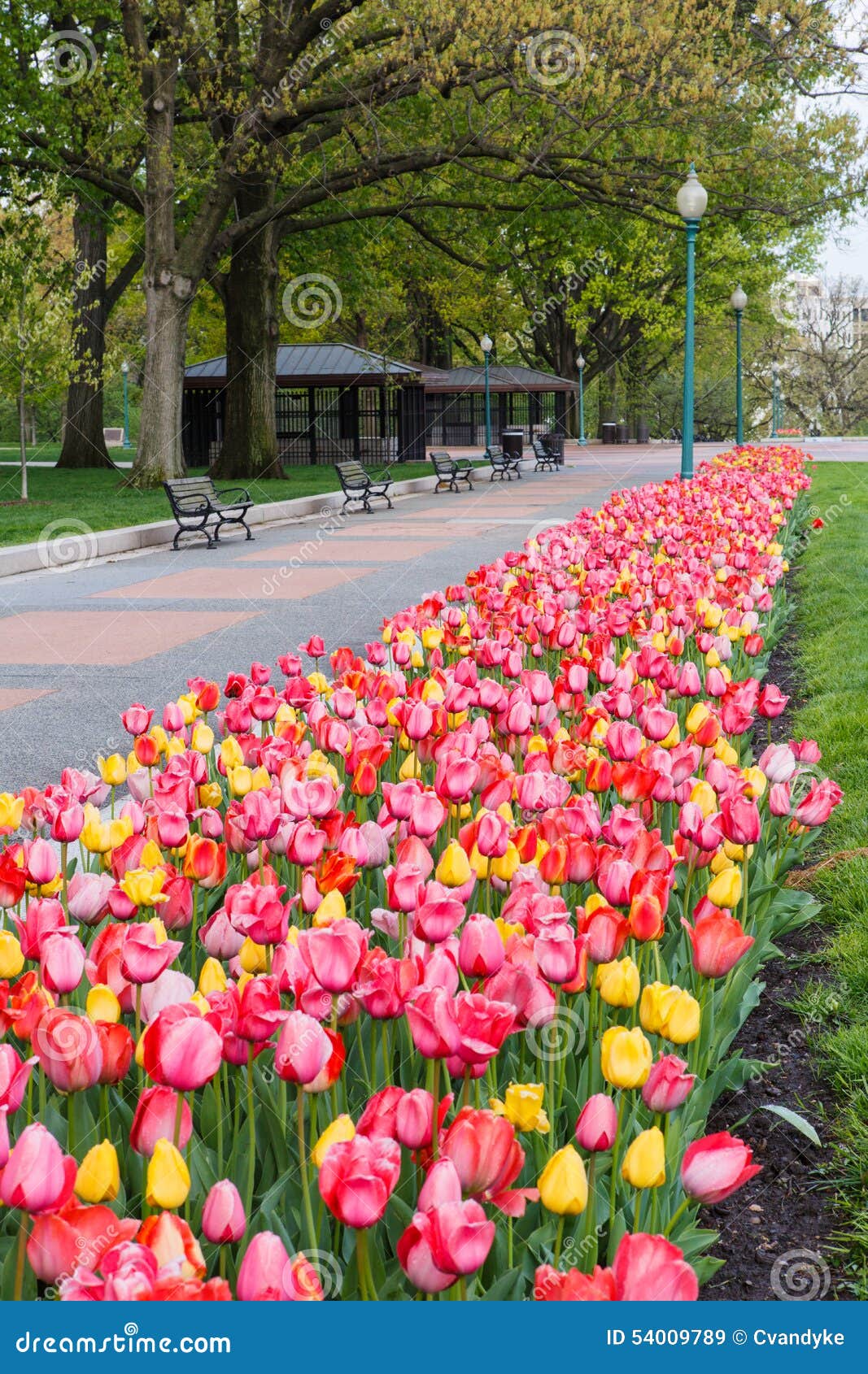 Tulips in Washington DC stock image. Image of nature 54009789