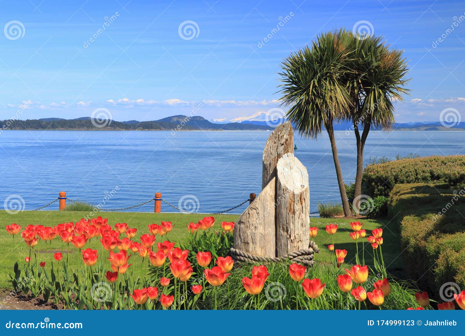 tulips on spring day at eastview waterfront park, sidney, vancouver island, british columbia, canada