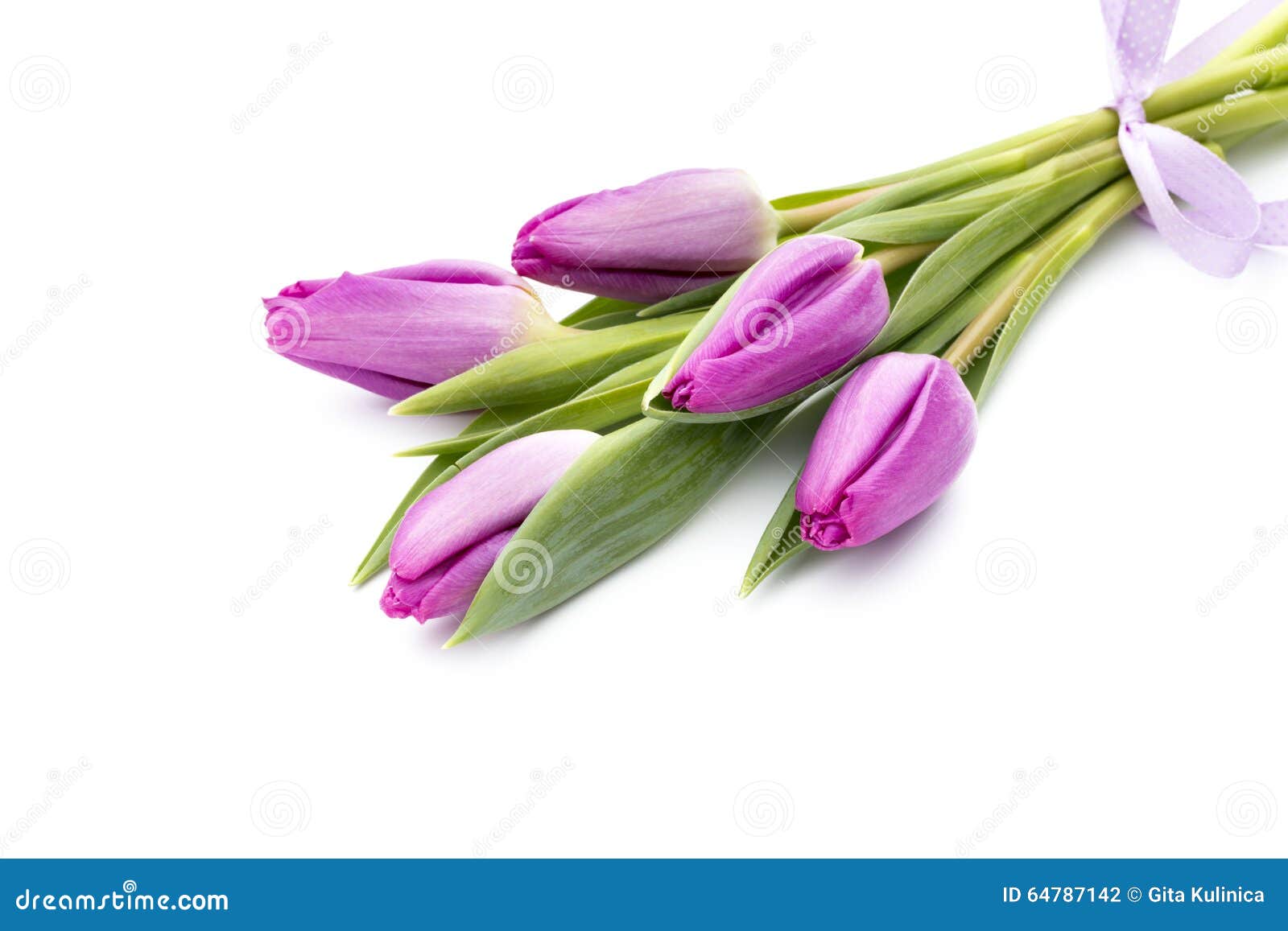 Tulips on the White Background. Stock Photo - Image of flowers, bright ...