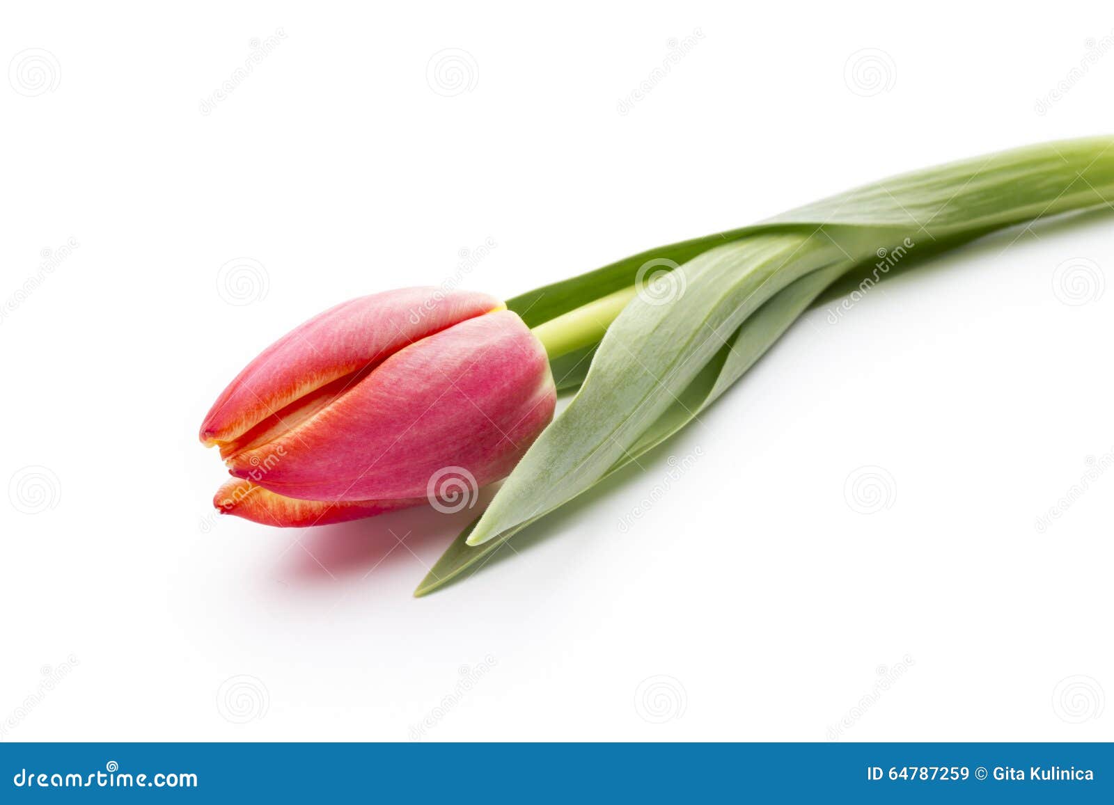 Tulips on the White Background. Stock Image - Image of purple, bright ...