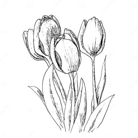 Tulips on a White Background. Stock Vector - Illustration of summer ...