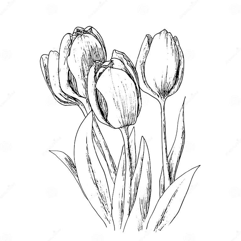 Tulips on a White Background. Stock Vector - Illustration of summer ...