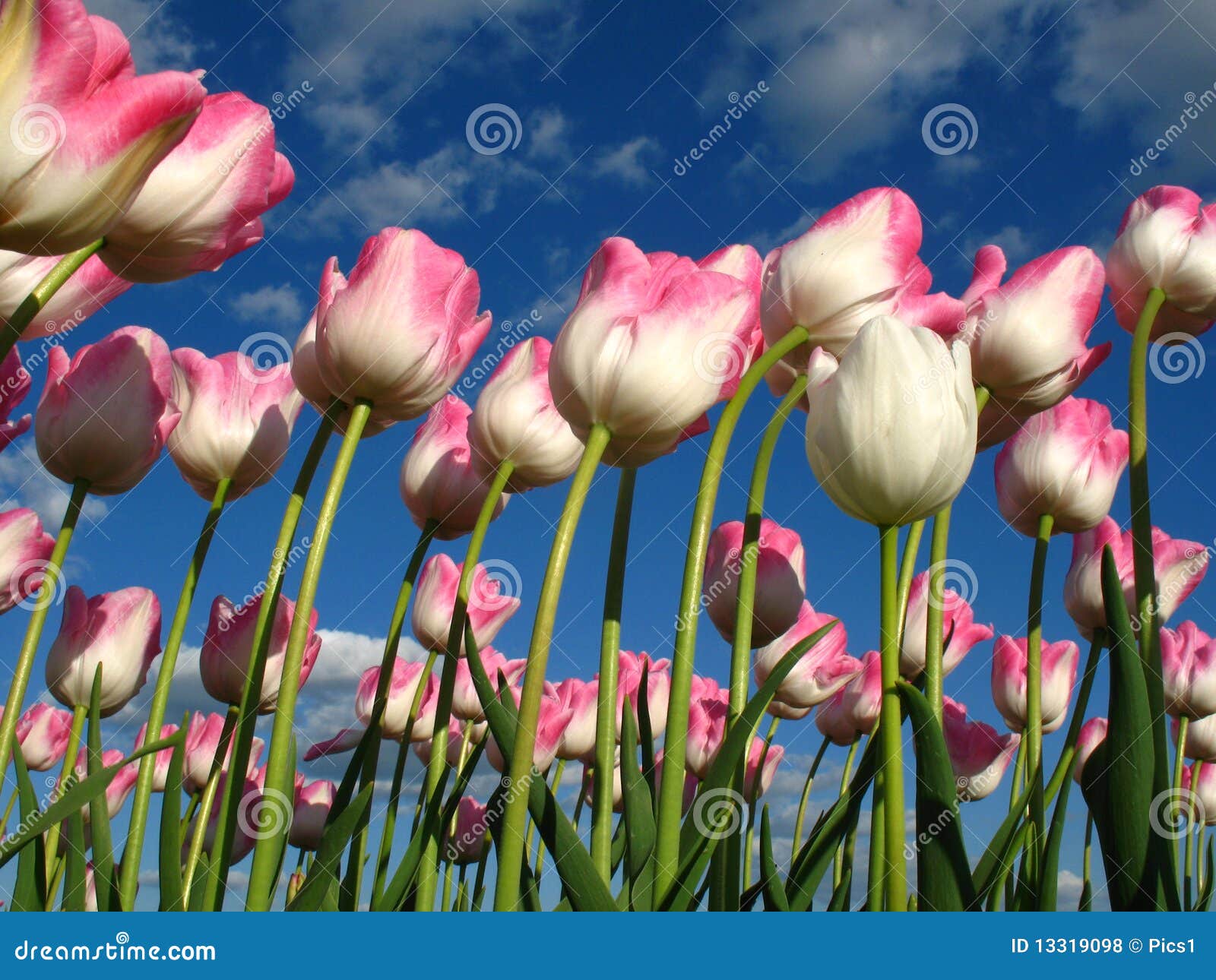 Tulips in wind stock photo. Image of garden, spring, green 13319098