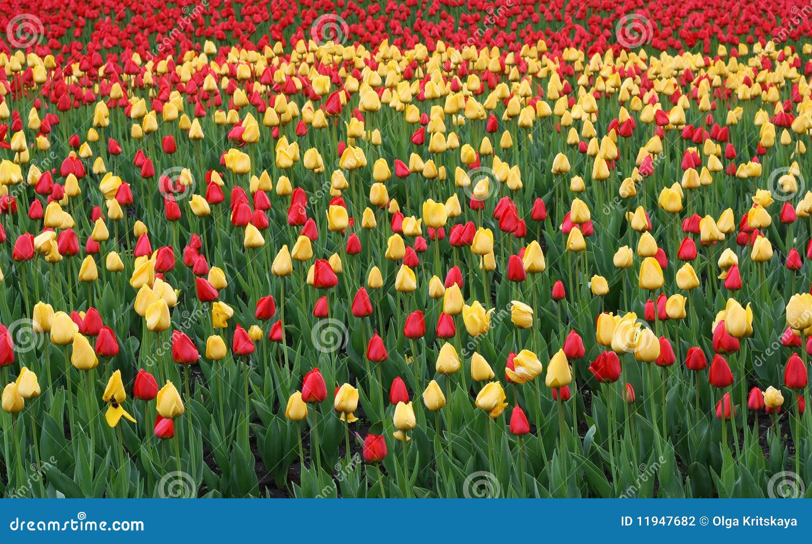 Tulipán. En el conjunto de la pista de los parques de tulipanes hermosos