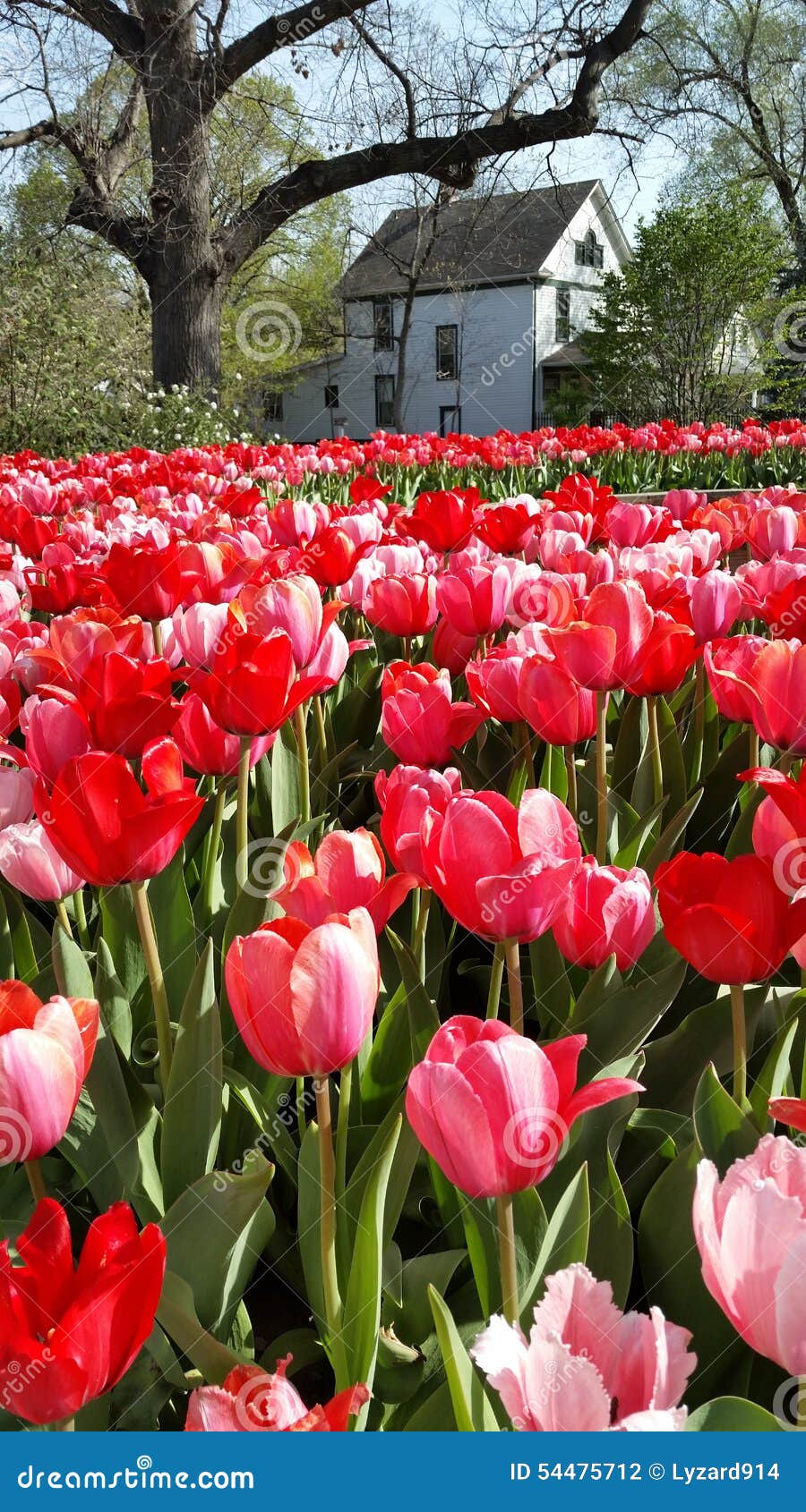 Tulpan arkivfoto. Bild av härlig, blomma, blommar, topeka 54475712