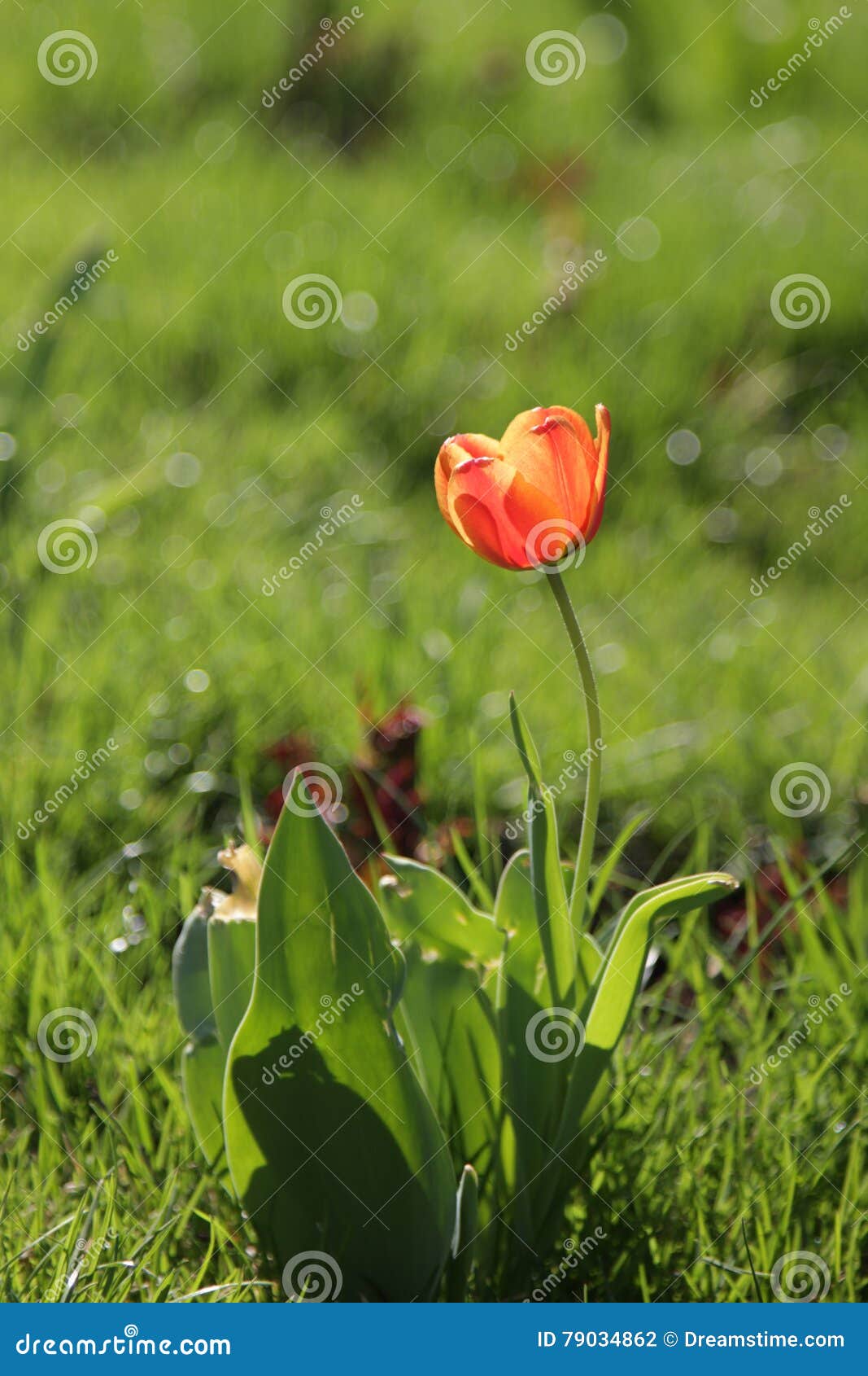 Tulpan. Ljus ljus för blomma- och nytt som våren själv