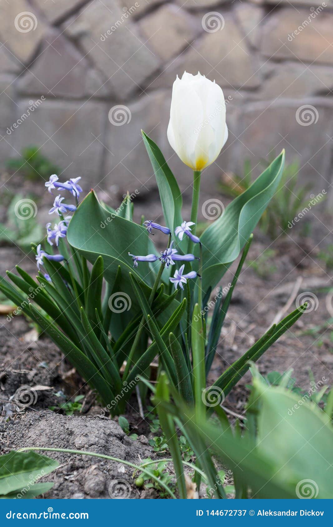 Tulpe und Hyazinthe im Hausgarten