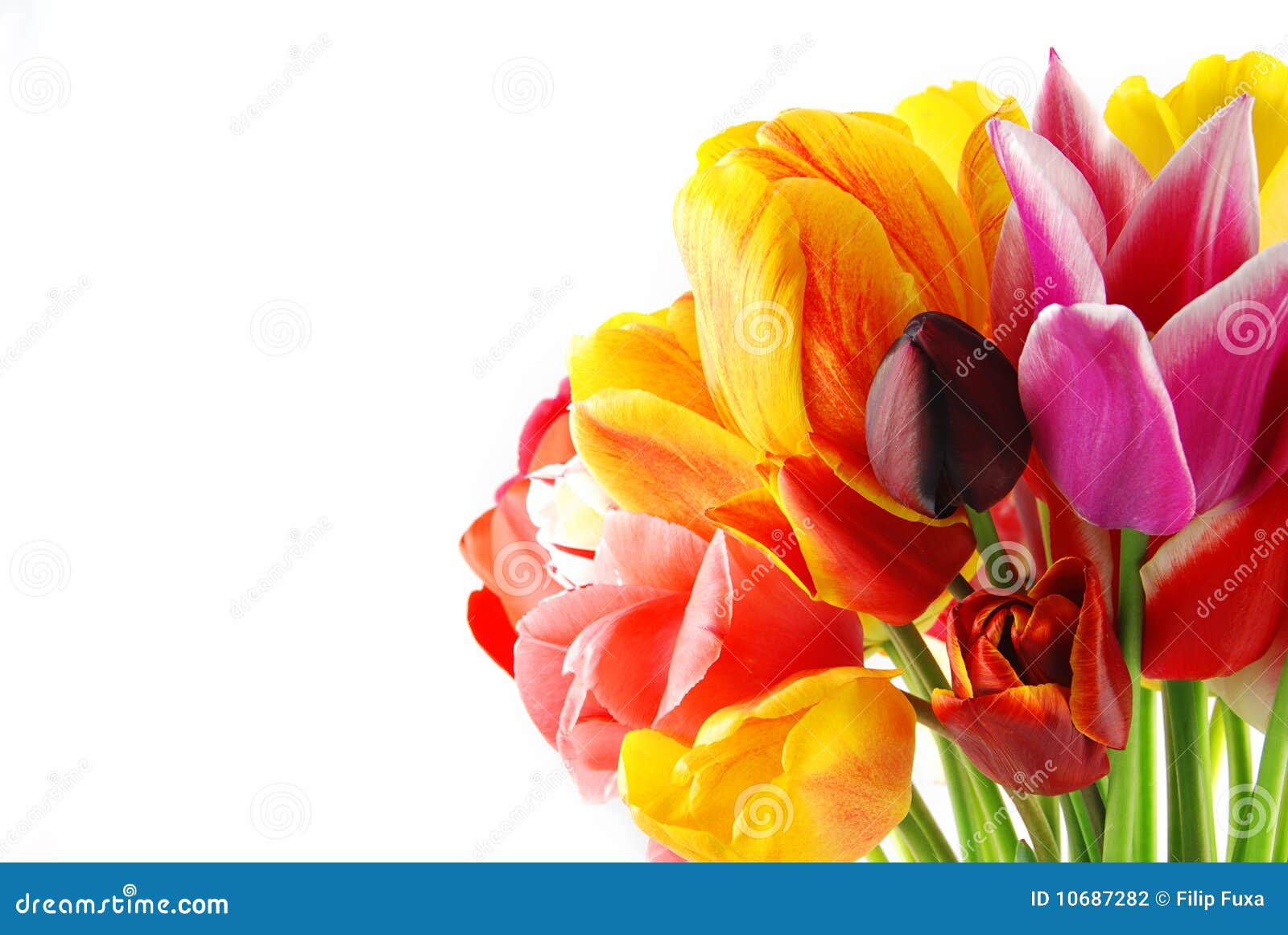 Tulpen stock foto. Image of botanisch, naughty, cadeau - 10687282