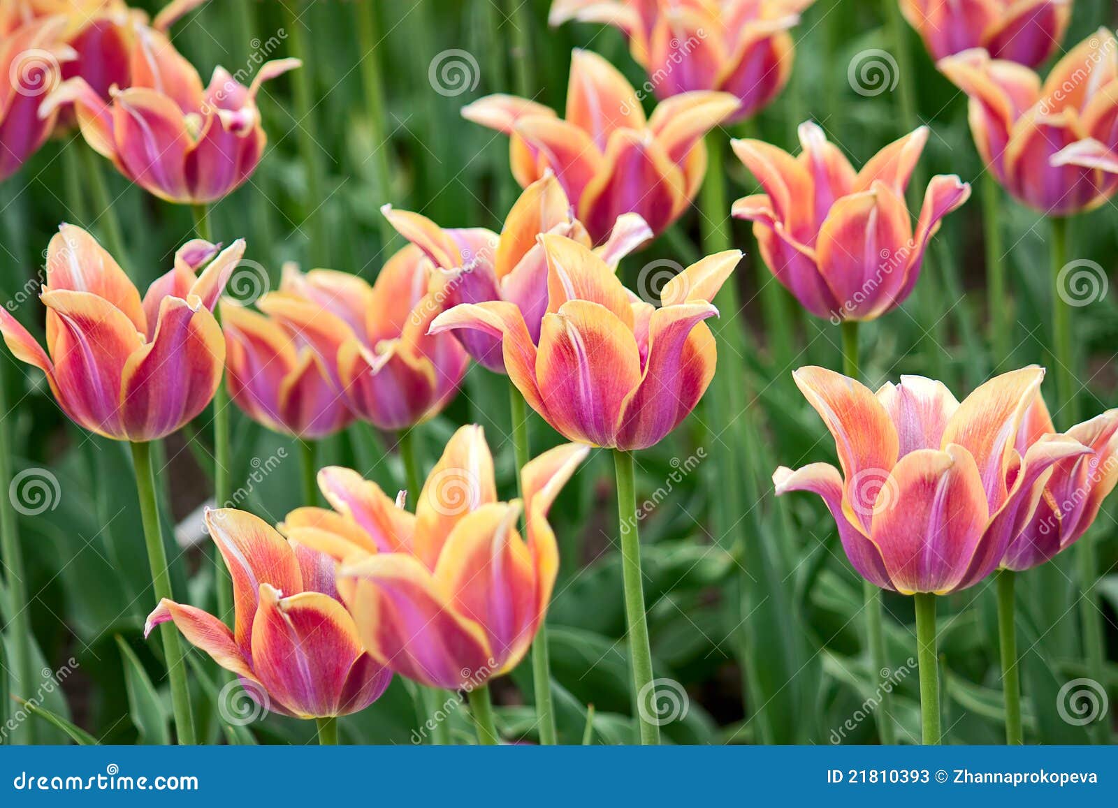 Set Tulpen der verschiedenen Formulare der Blumen und der Farben. Bild mit flacher Schärfentiefe.