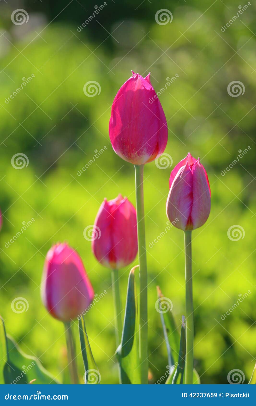 Tulpen auf einem grünen Hintergrundabschluß oben