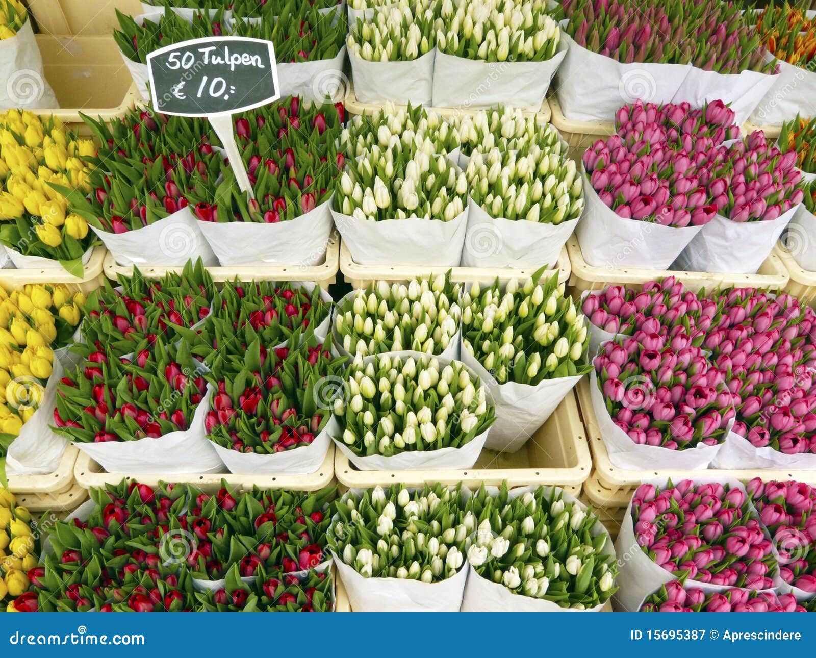 Tulpen in Amsterdam stockbild. Bild von bunt, tulpe, systeme 15695387