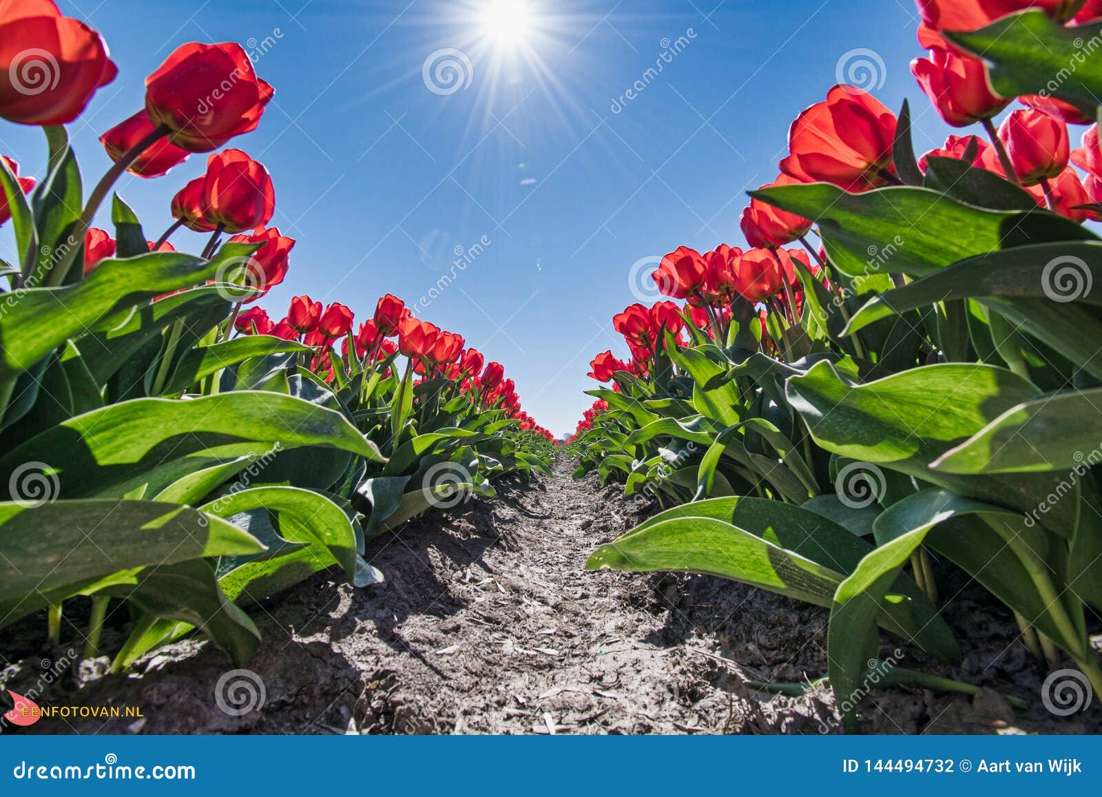 dutch tulips - tulpen velden in west-friesland
