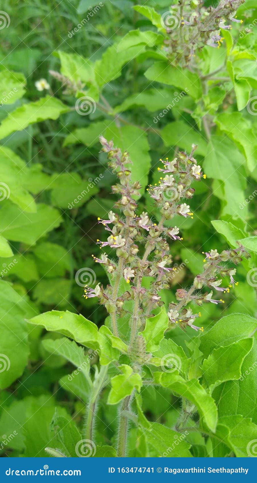 Tulsi Leaves and Flowers with Medicinal Value Stock Image Image of