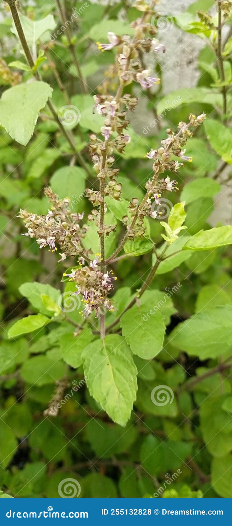 Tulsi Medicinal Plant Seeds Important Stock Photo Image of blossom