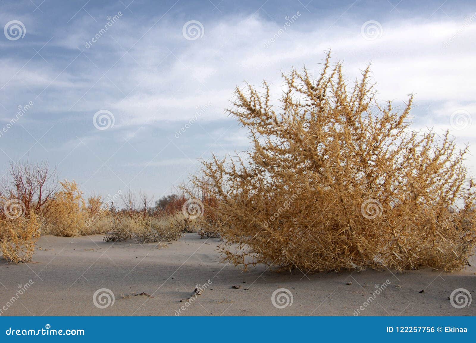 Large Country Tumbleweed (Tumble weed)