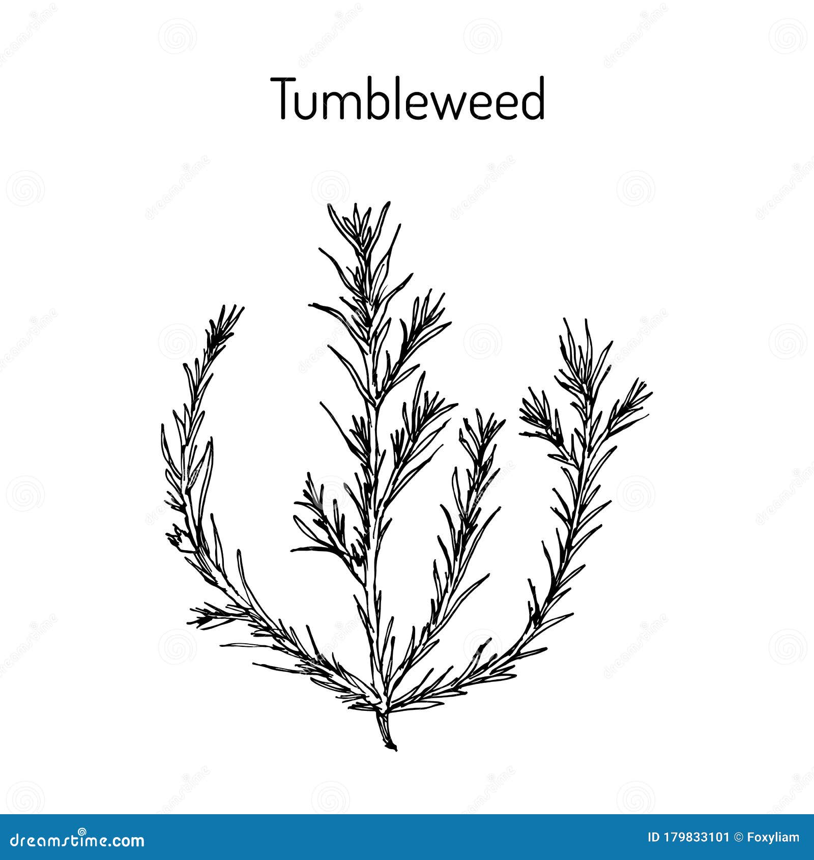 tumbleweed salsola collina , medicinal plant