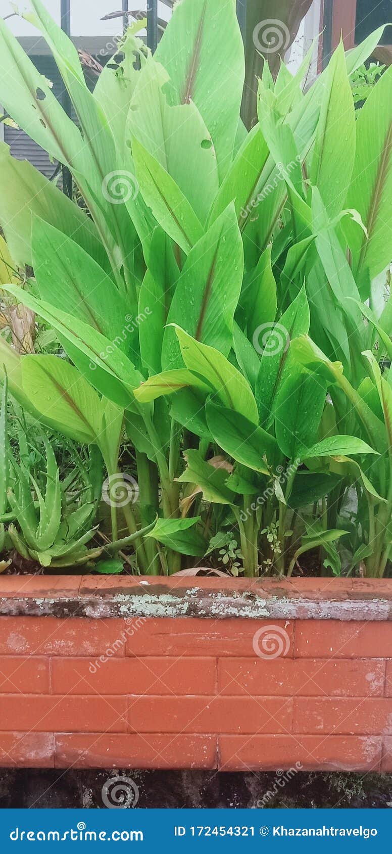 Turmeric tree plant stock image. Image of outside, botanical 172454321