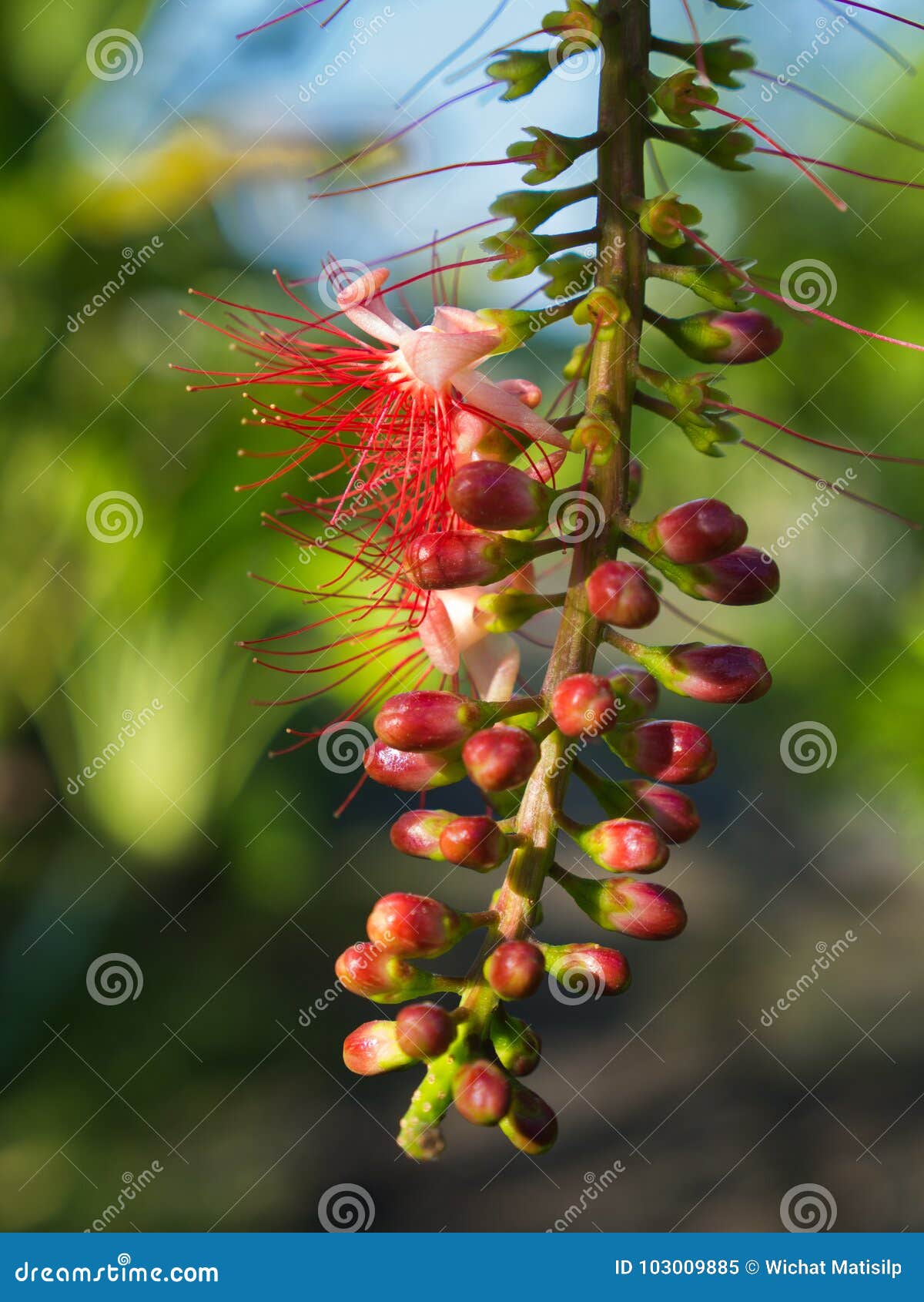 tummy-wood red flower hanging in the garden